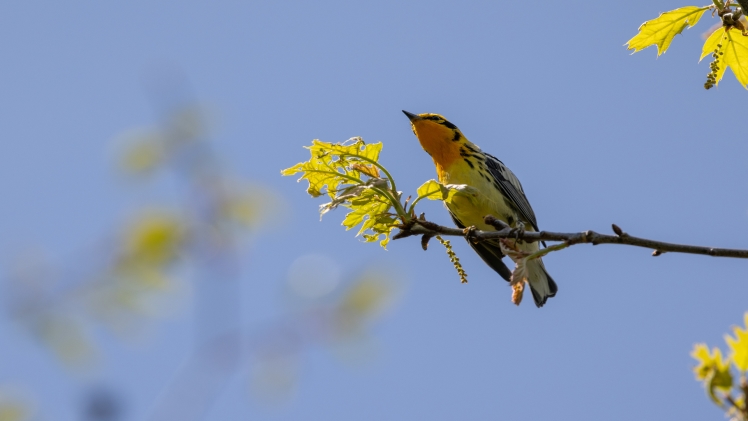 Massbirdinglist: Navigating the Avian Wonderland