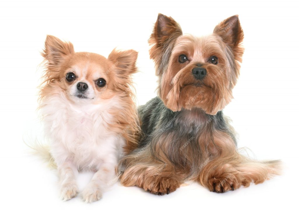 Yorktesehuahua: The Adorable Hybrid of Yorkshire Terrier and Chihuahua