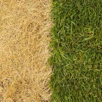 Revitalize Your Lawn
