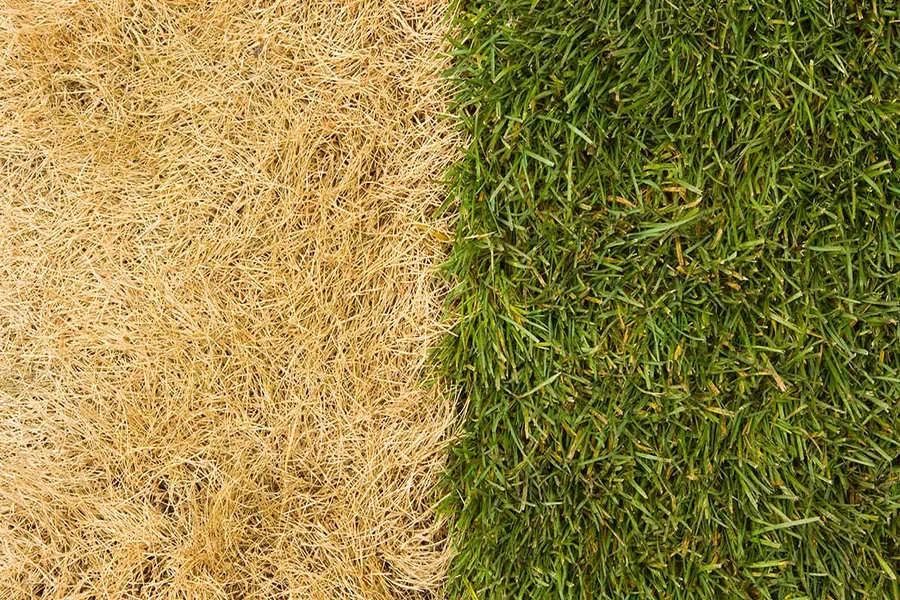 Revitalize Your Lawn