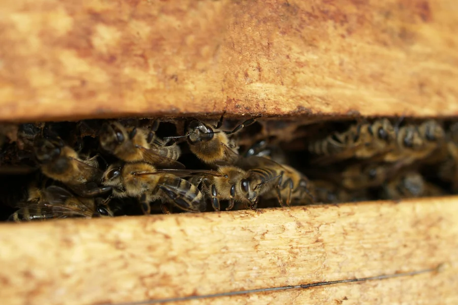 Buzzing Concerns: When Do You Need a Honey Bee Removal Service?